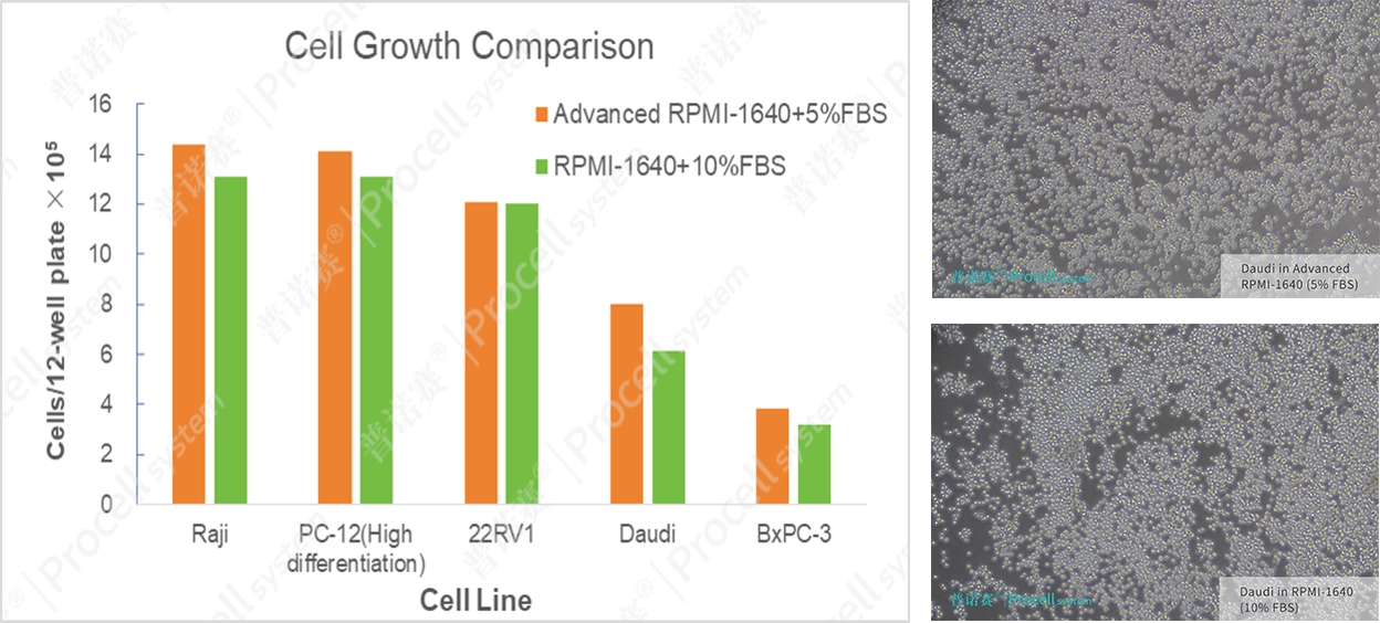 細(xì)胞生長(zhǎng)對(duì)比結(jié)果展示