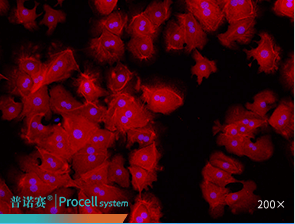 免疫熒光鑒定圖片(β-Tubulin)