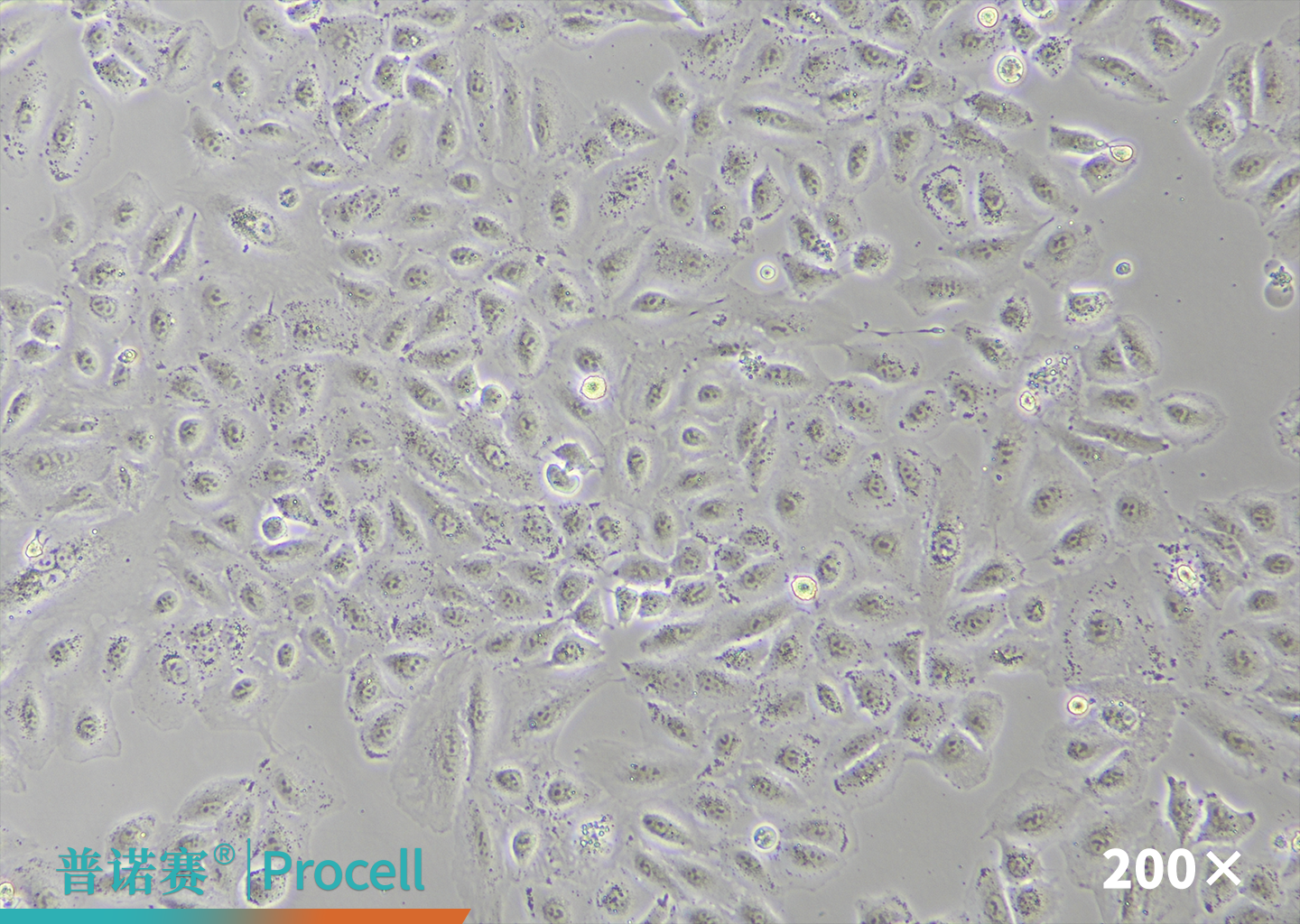 Mergene1000® A549 [A-549]细胞专用mRNA转染试剂白光图片