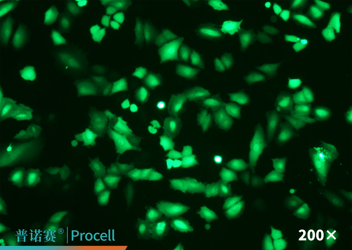 Mergene1000® A549 [A-549]细胞专用mRNA转染试剂荧光图片