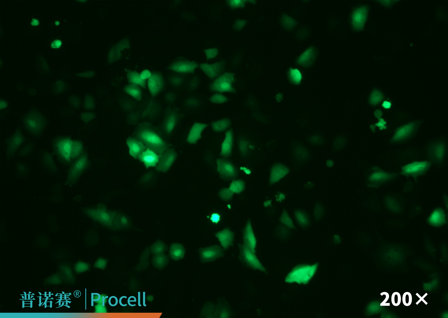 T品牌L3000 荧光图片