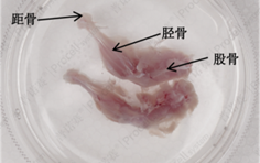 小鼠股骨和胫骨