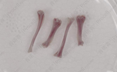 小鼠的纯净股骨和胫骨图