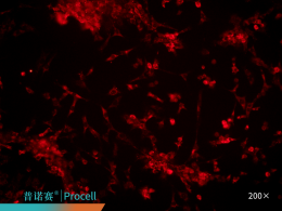 大鼠关节软骨细胞COLLAGEN II免疫荧光鉴定