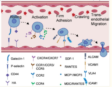 间充质干细胞归巢机制的示意图