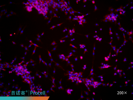 大鼠关节软骨细胞Merge免疫荧光鉴定
