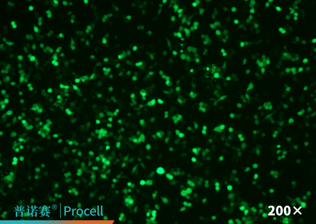 RAW 264.7细胞转染效率