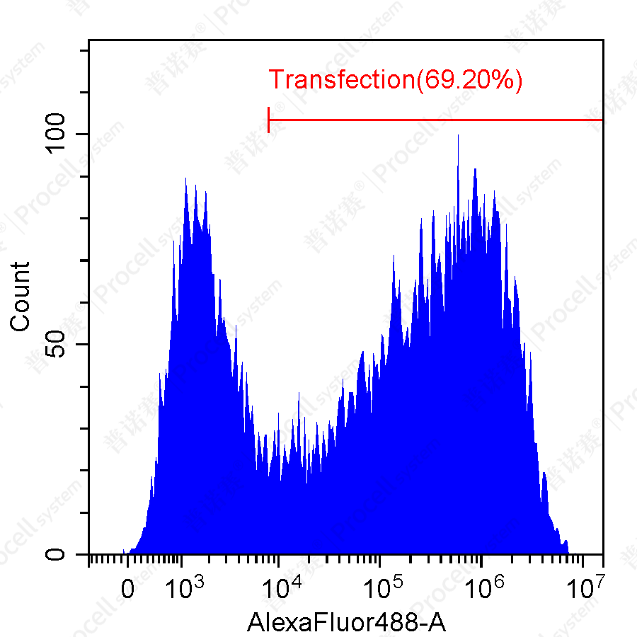RAW 264.7细胞转染效率流式检测