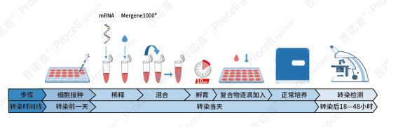 转染试剂操作流程示意图