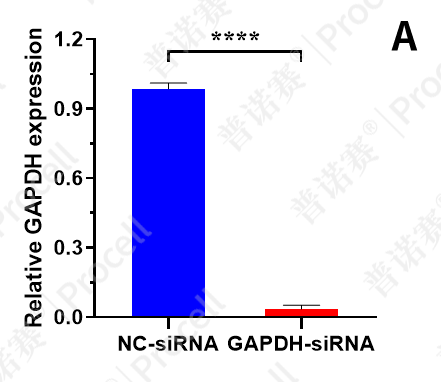 Mergeene1000® NIH/3T3细胞专用siRNA转染试剂介导NC-siRNA和GAPDH-siRNA转染NIH/3T3细胞