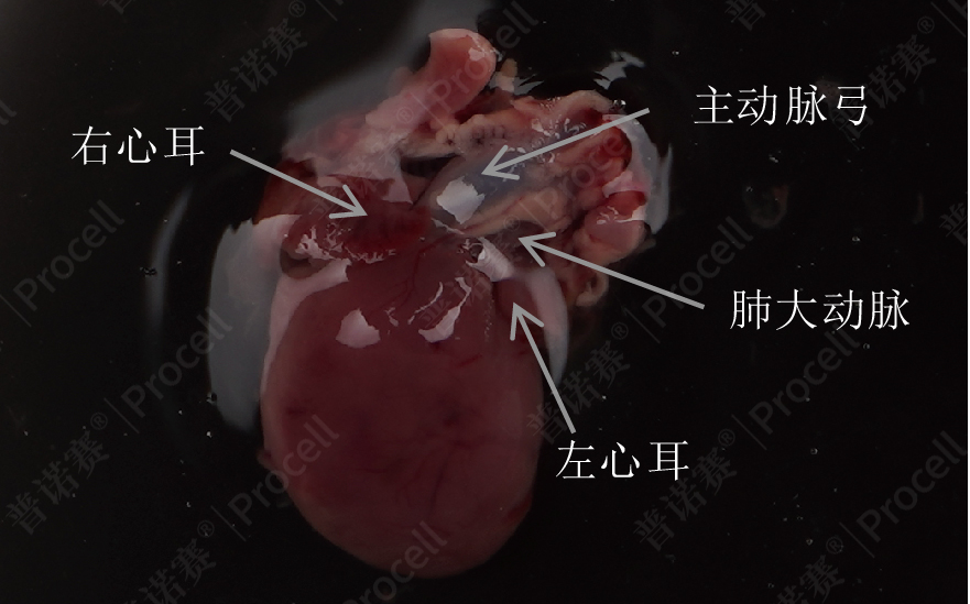 剪下包含肺大动脉血管的一团组织