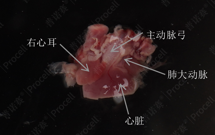 清理完血污的组织团