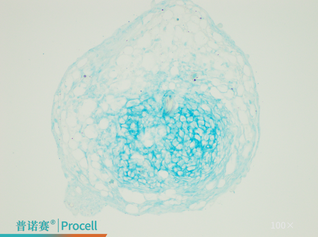 人骨髓间充质干细胞软骨分化鉴定结果