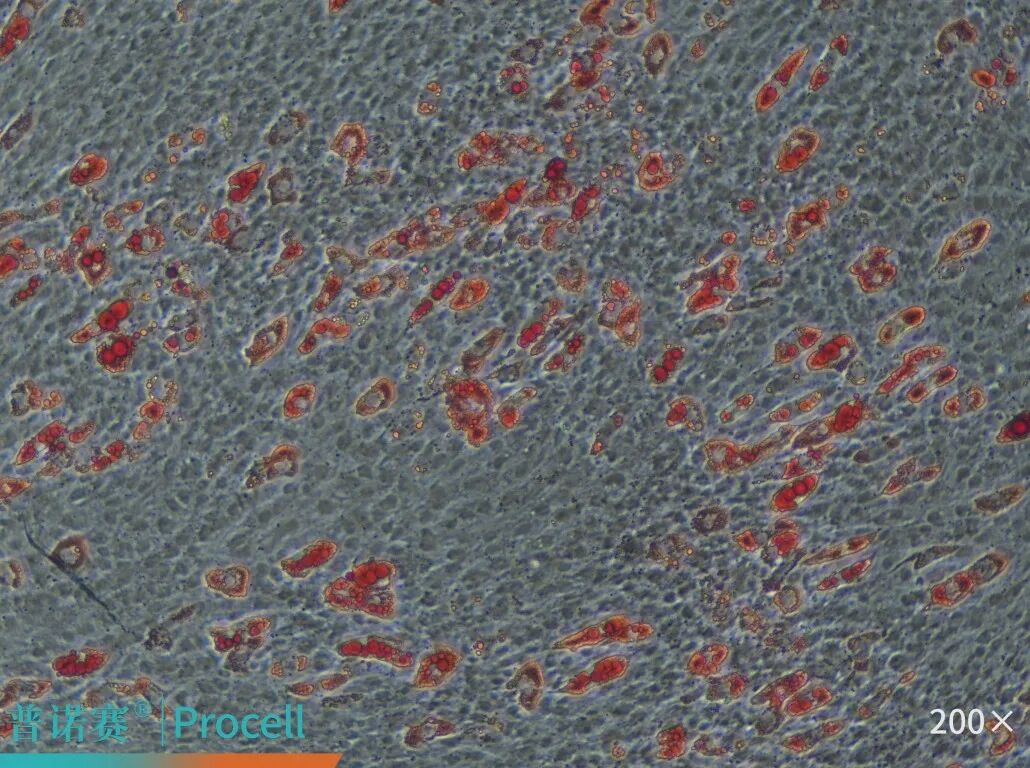 大鼠骨髓间充质干细胞成脂软化鉴定结果