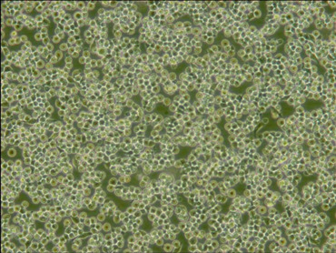 推荐的RAW264.7细胞传代密度