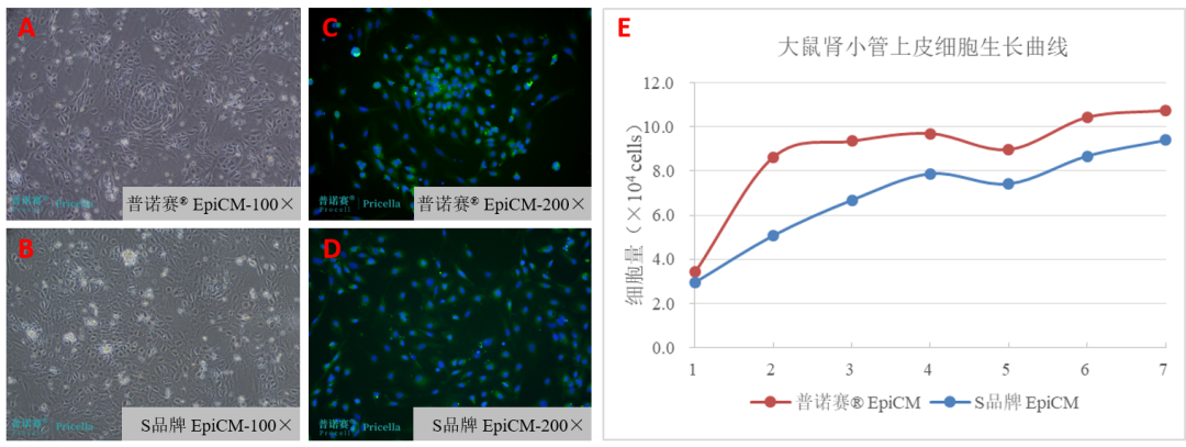 上皮细胞完全培养基EpiCM